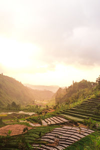 Scenic view of agricultural field against sky during sunset