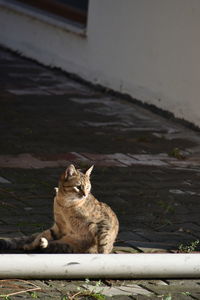 Cat sitting on stone wall