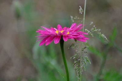 Close-up of pink flowering plant