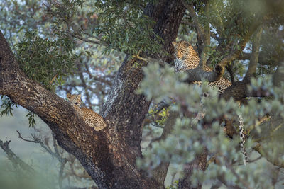 Leopard and cub sitting on tree trunk