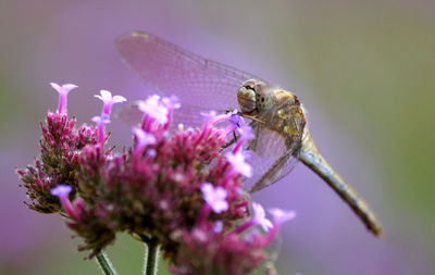 Close-up of insect on purple flower