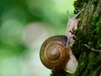 Close-up of snail on leaf