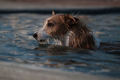 Close-up of dog looking away