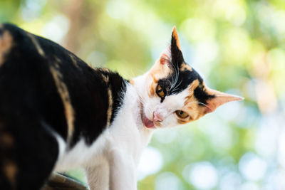 Cat looking away outdoors