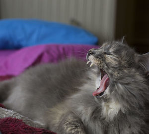 Gray cat yawning