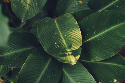 Full frame shot of leaves