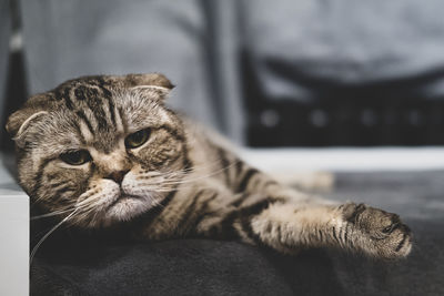 Beautiful serious cat scottish fold looks intently and attentively at camera, lying on a soft sofa