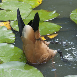 High angle view of duck swimming in lake