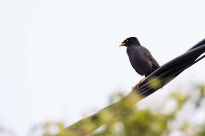 Low angle view of bird perching on plant against sky