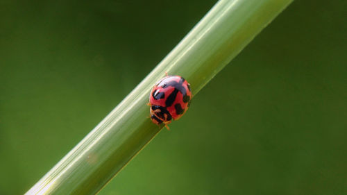 Close-up of ladybug on leaf