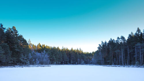Trees on snow covered landscape against clear blue sky