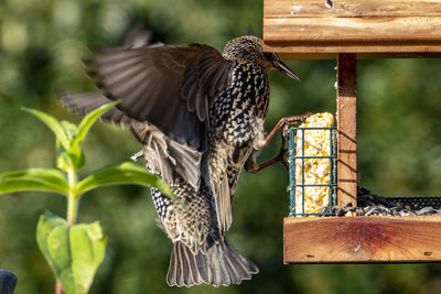 Close-up of bird perching on branch