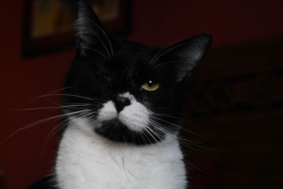 Close-up portrait of a cat