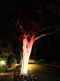 Illuminated tree at night