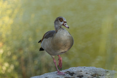 Close-up of bird perching on rock