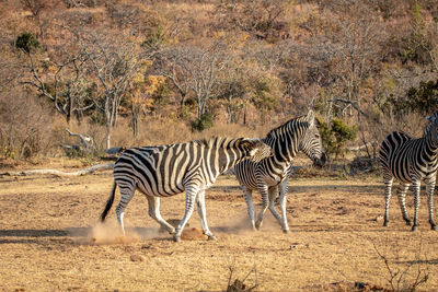 Zebra drinking in a desert