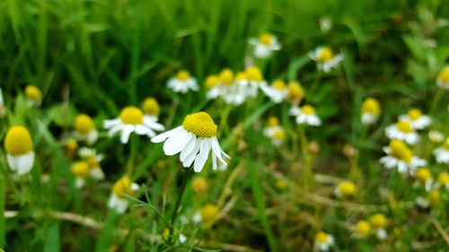 Close-up of white flowers blooming on field