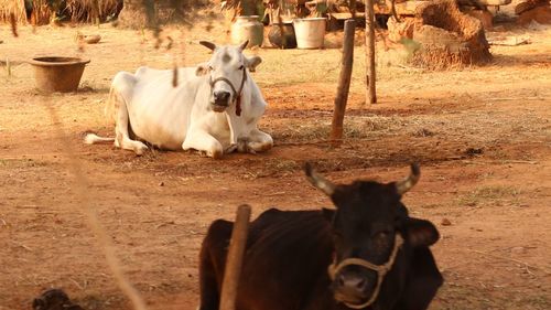 Portrait of cow standing on field