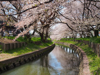 Cherry blossom tree by lake against sky