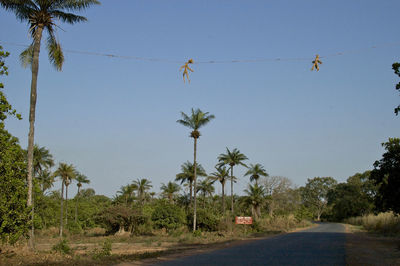 Low angle view of trees against clear blue sky