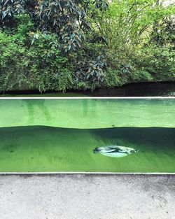Close-up of tree by water