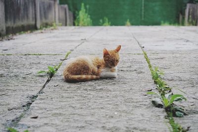 Cat lying on footpath