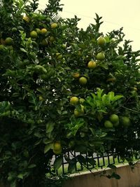 Close-up of fruits on tree