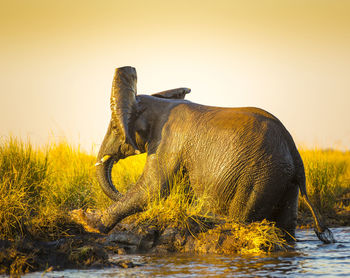 Side view of elephant on land against sky