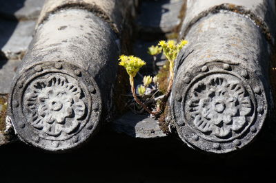 Close-up of text on tree trunk