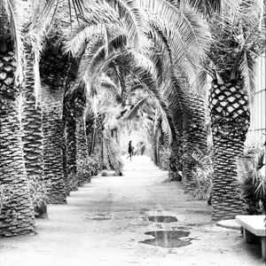 Footpath amidst trees