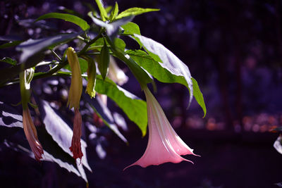 plant