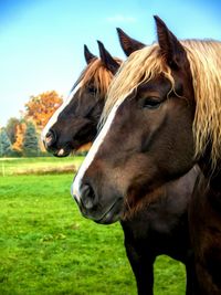 Close-up of horse on field