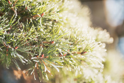 Close up branch of pine with needles covered with light layer of frost in winter, warm light