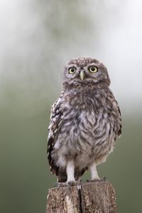 Portrait of owl perching on wooden post