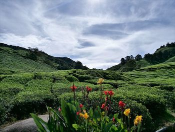 Scenic view of flowering plants on land against sky