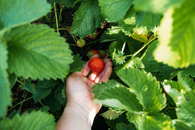 Strawberry field on fruit farm. fresh ripe organic strawberry in basket. harvesting 