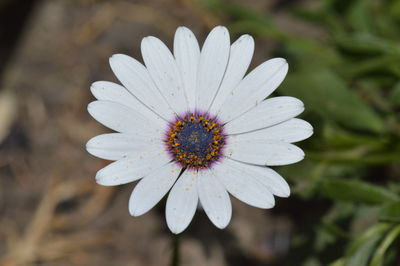 Close-up of flower blooming outdoors