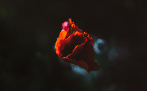 Close-up of red rose against black background