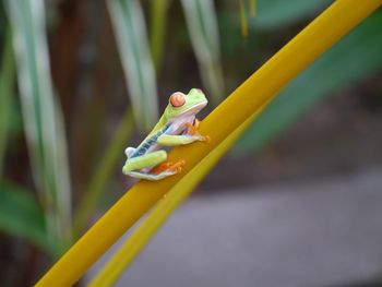 Close-up of insect on yellow leaf