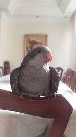 Close-up of bird perching on table