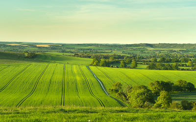 Scenic view of agricultural field against sky