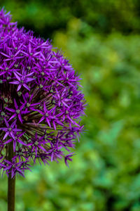 Close-up of purple flowers