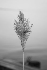 Close-up of wheat plant on field against clear sky