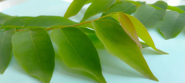 Close-up of fresh green leaves
