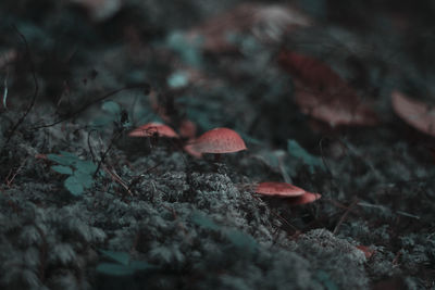 Mushrooms in the undergrowth in winter