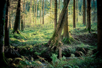 forest