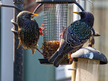 Close-up of birds perching on wooden post