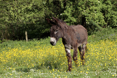 Muli standing in a field