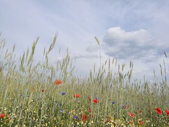 Poppy flowers blooming on field against sky