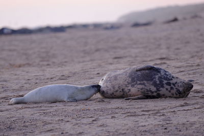 Grey seal nursing its pup